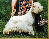ICH HAPPY WHITE ENCHANTER