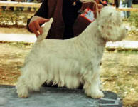 file:///D:/doc/!munka/westienet.hu/web/foto/szuka/bogyo/x07.jpg